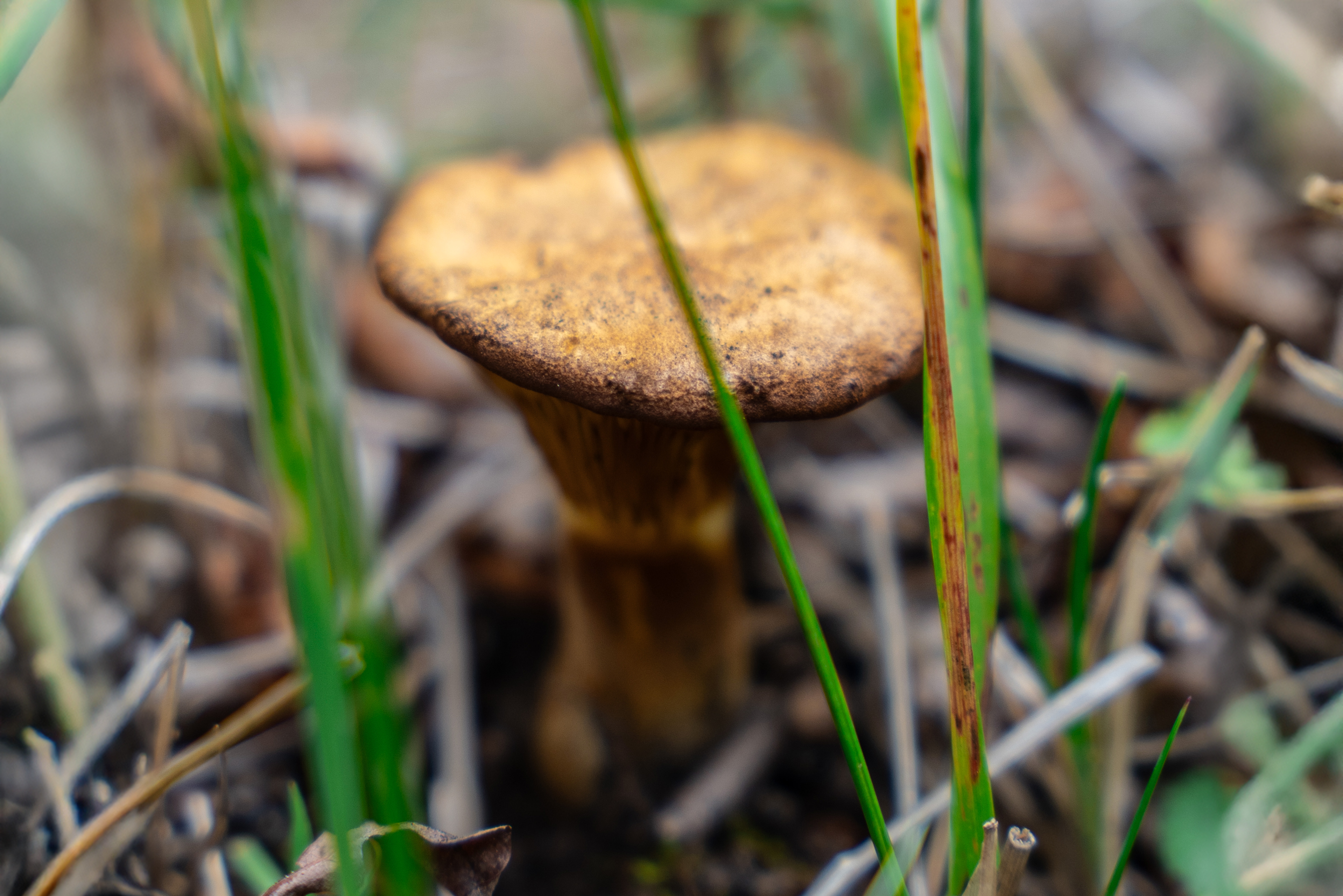 Discover the fungi kingdom hidden in Torres del Paine